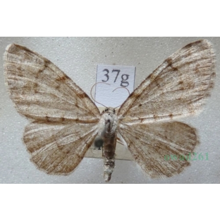 Aethalura punctulata (Denis & Schiffermüller, 1775) male Przylepek olszyniak Czech37g